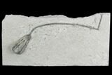 Crinoid (Histocrinus) Fossil - Crawfordsville, Indiana #130167-1